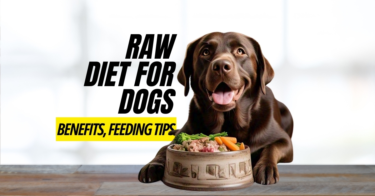 Dog eating raw food – benefits and feeding tips