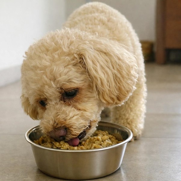 fresh dog food meals