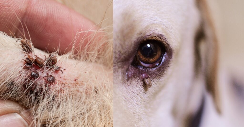 tick inspection on dog