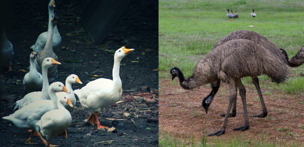 human grade pet meat