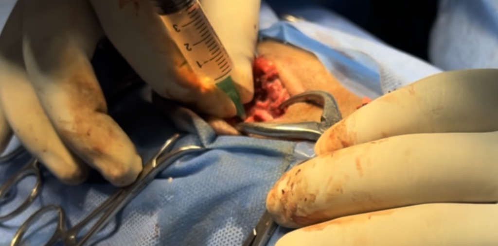 arthritis treatment dogs