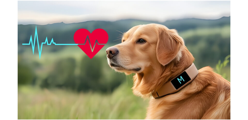 smart pet collar device
